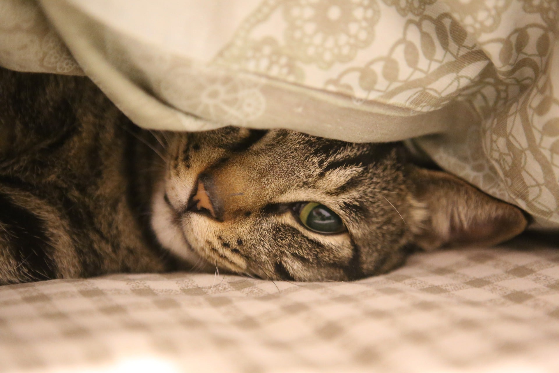 Katzen und Ihr Schlafverhalten – Was Sie wissen sollten