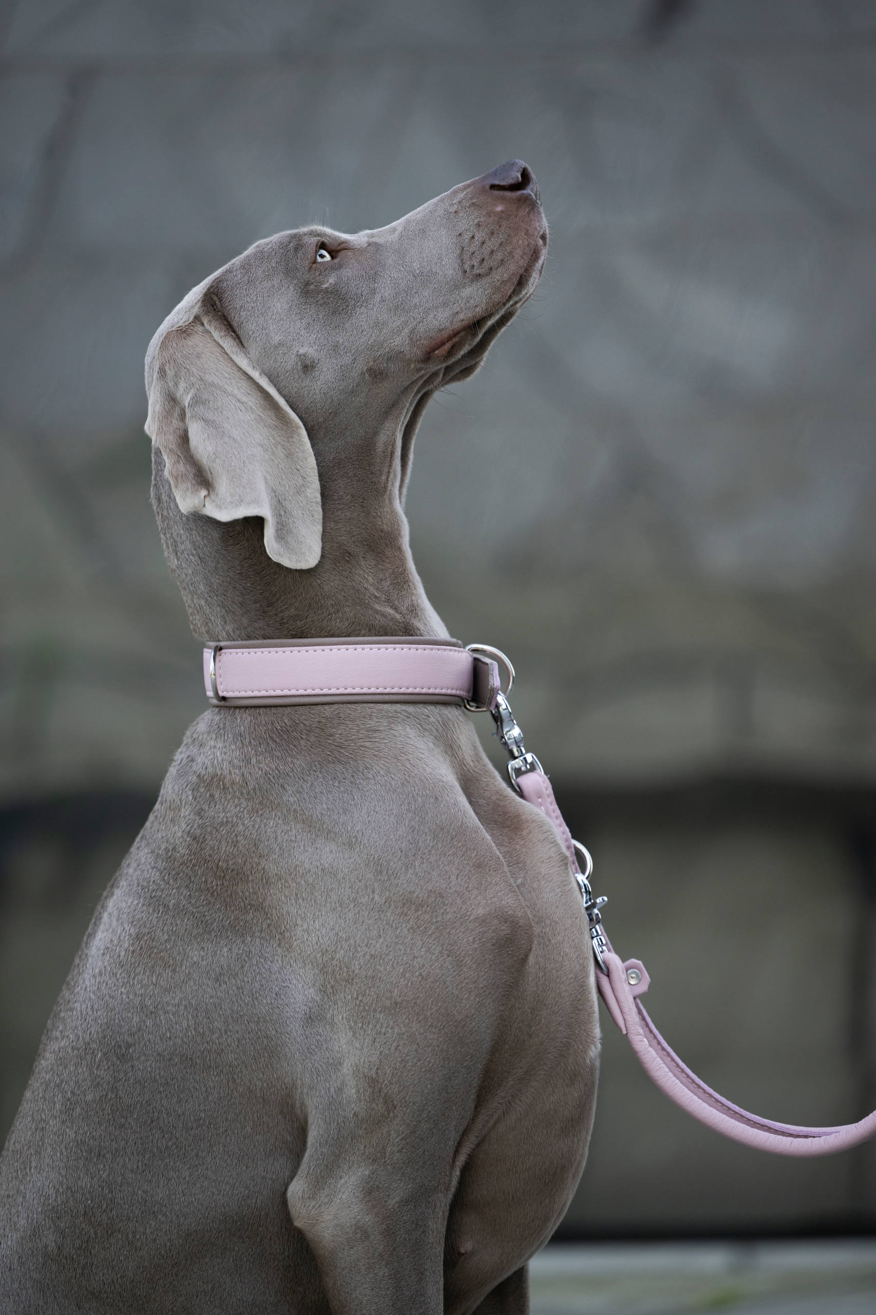 LABONI Amici - Stilvolles Nappa-Halsband