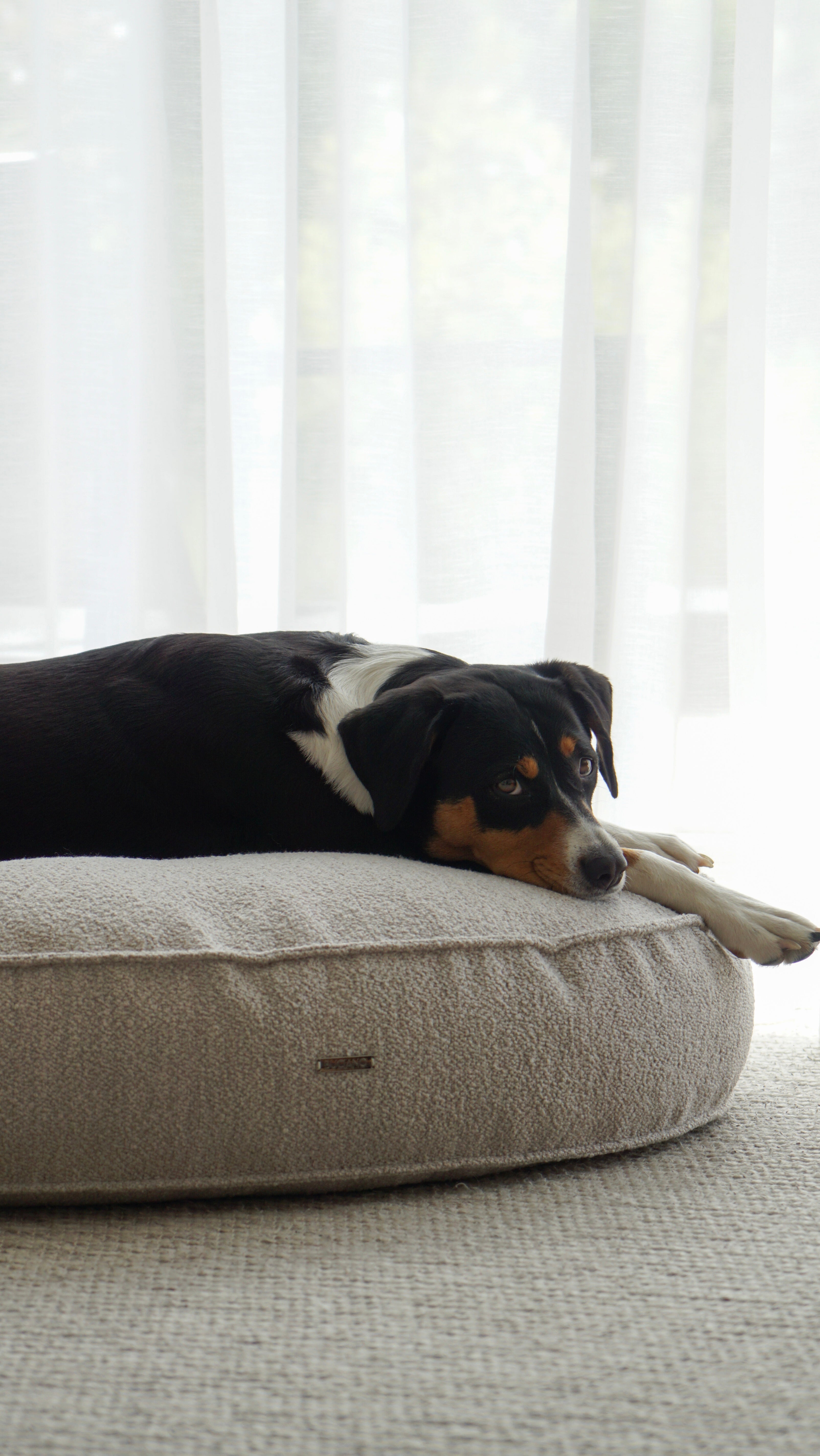 Buciano Bouclé Hundekissen Amy Kiesel