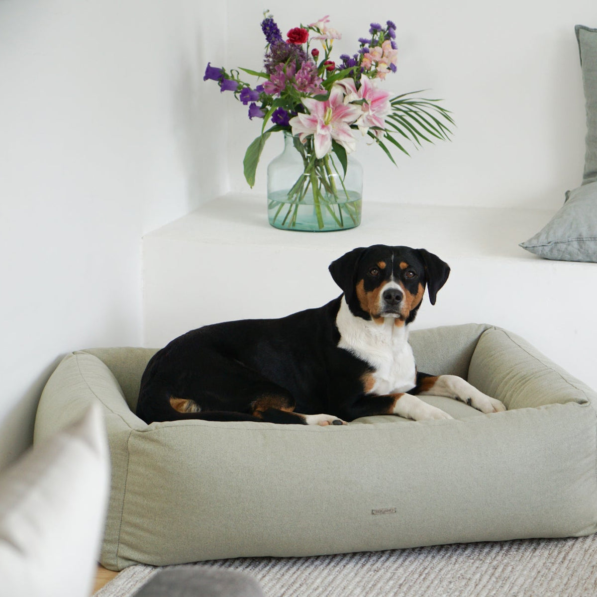 Buciano Hundebett Contar