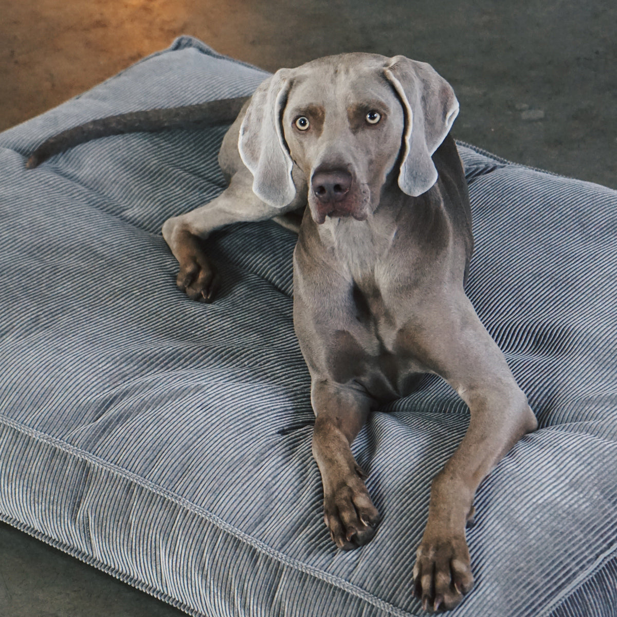 Buciano Hundekissen Leia