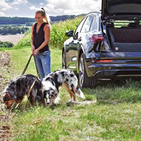 Reisen mit Hund