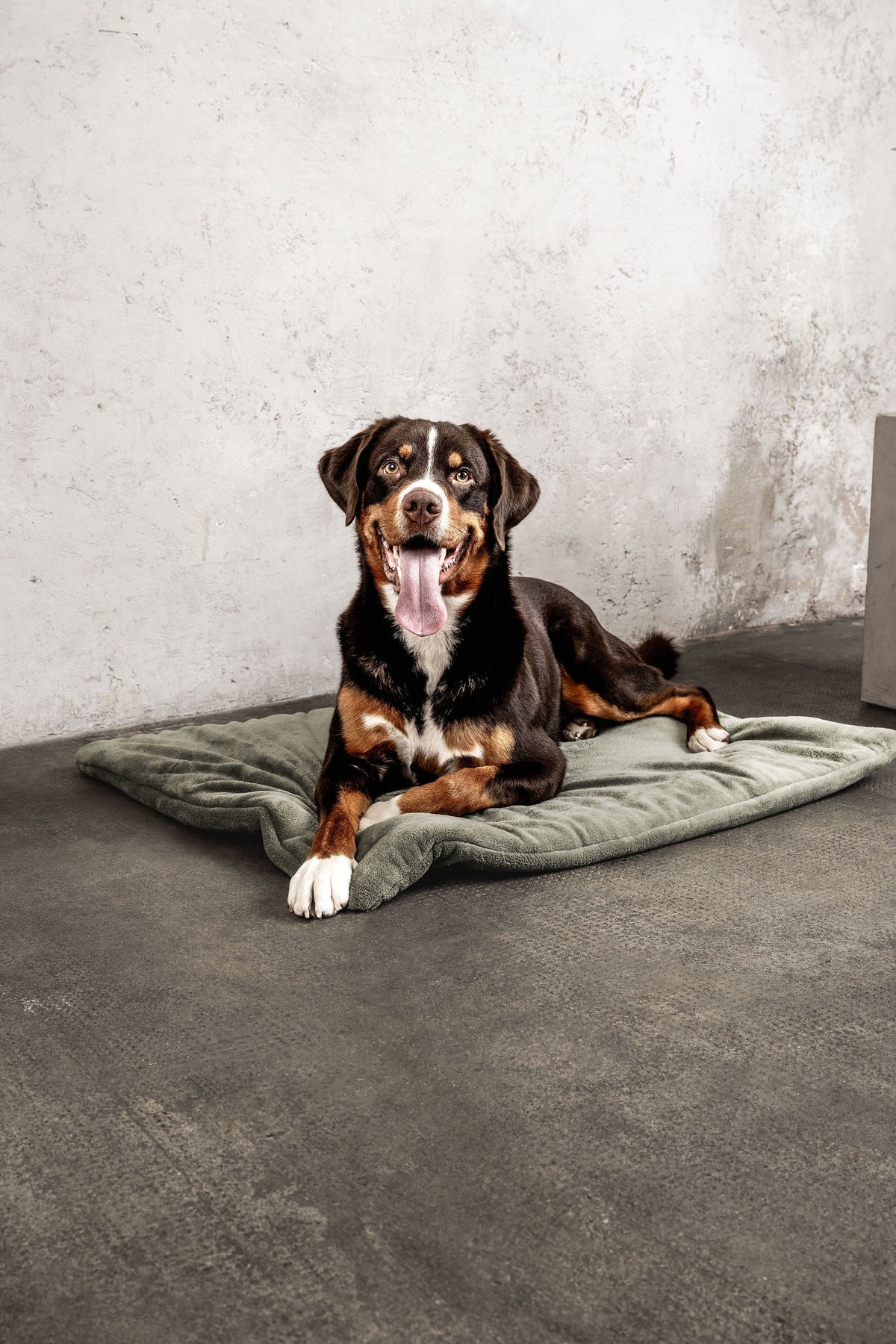 MOUNTAINDOG Hundedecke Emma Moosgrün