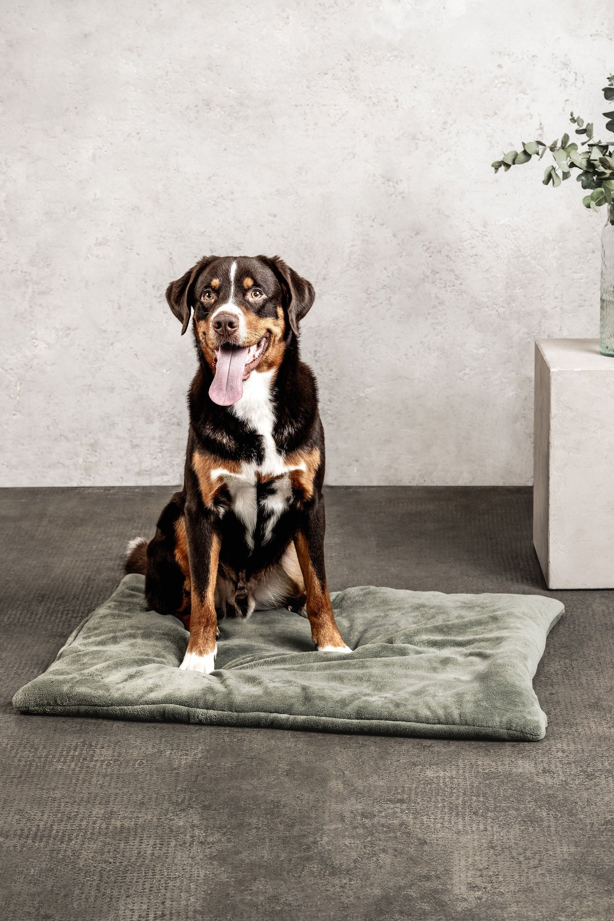 MOUNTAINDOG Hundedecke Emma Moosgrün