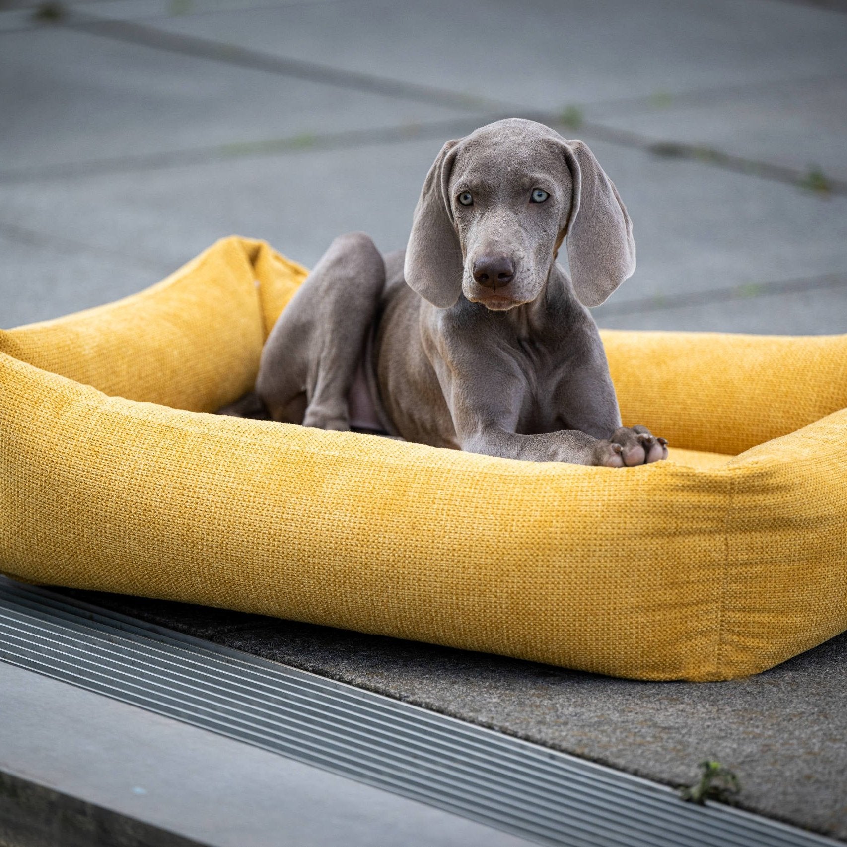 Laboni Hundebett Teddy - Senf