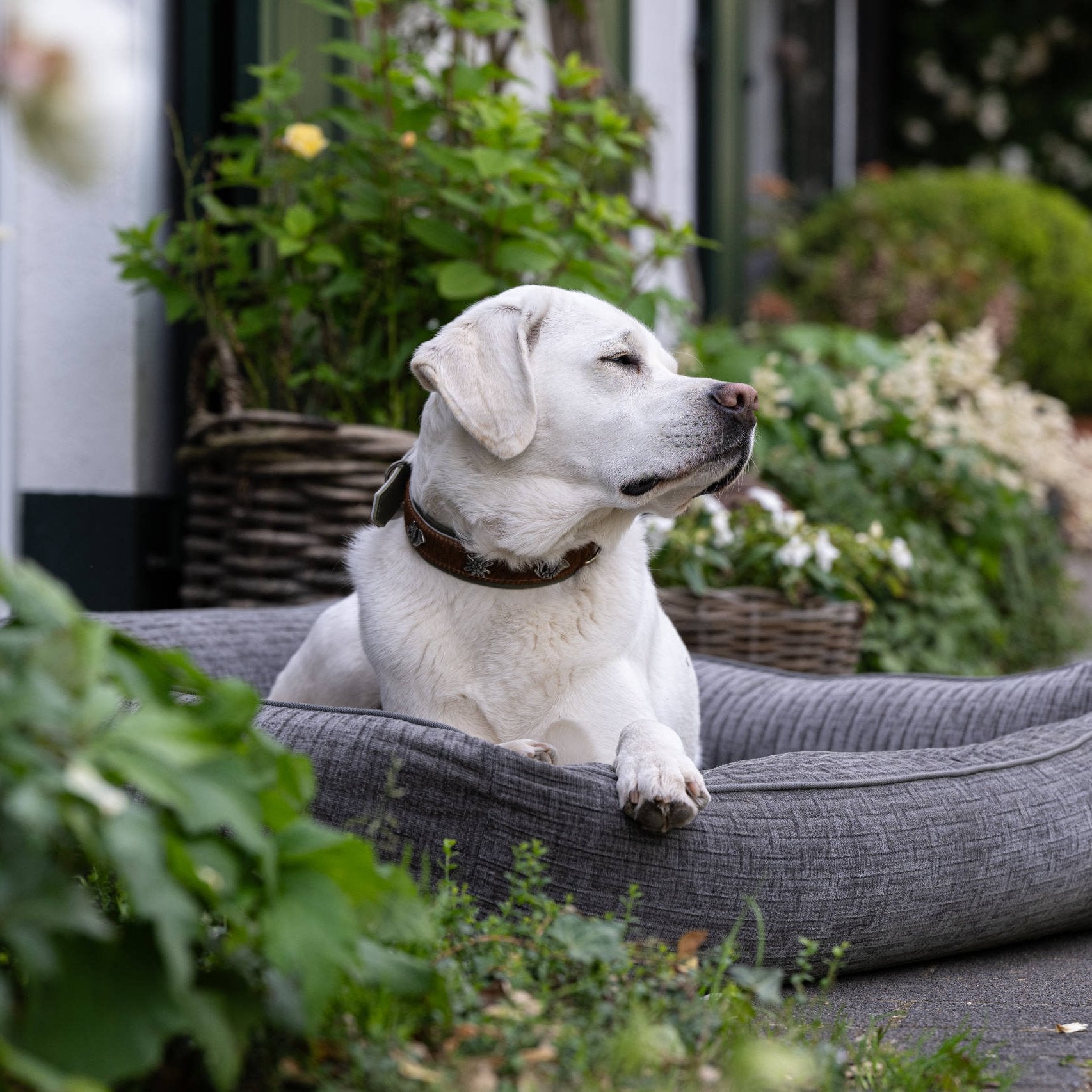 Laboni Hundebett Nova - Stone