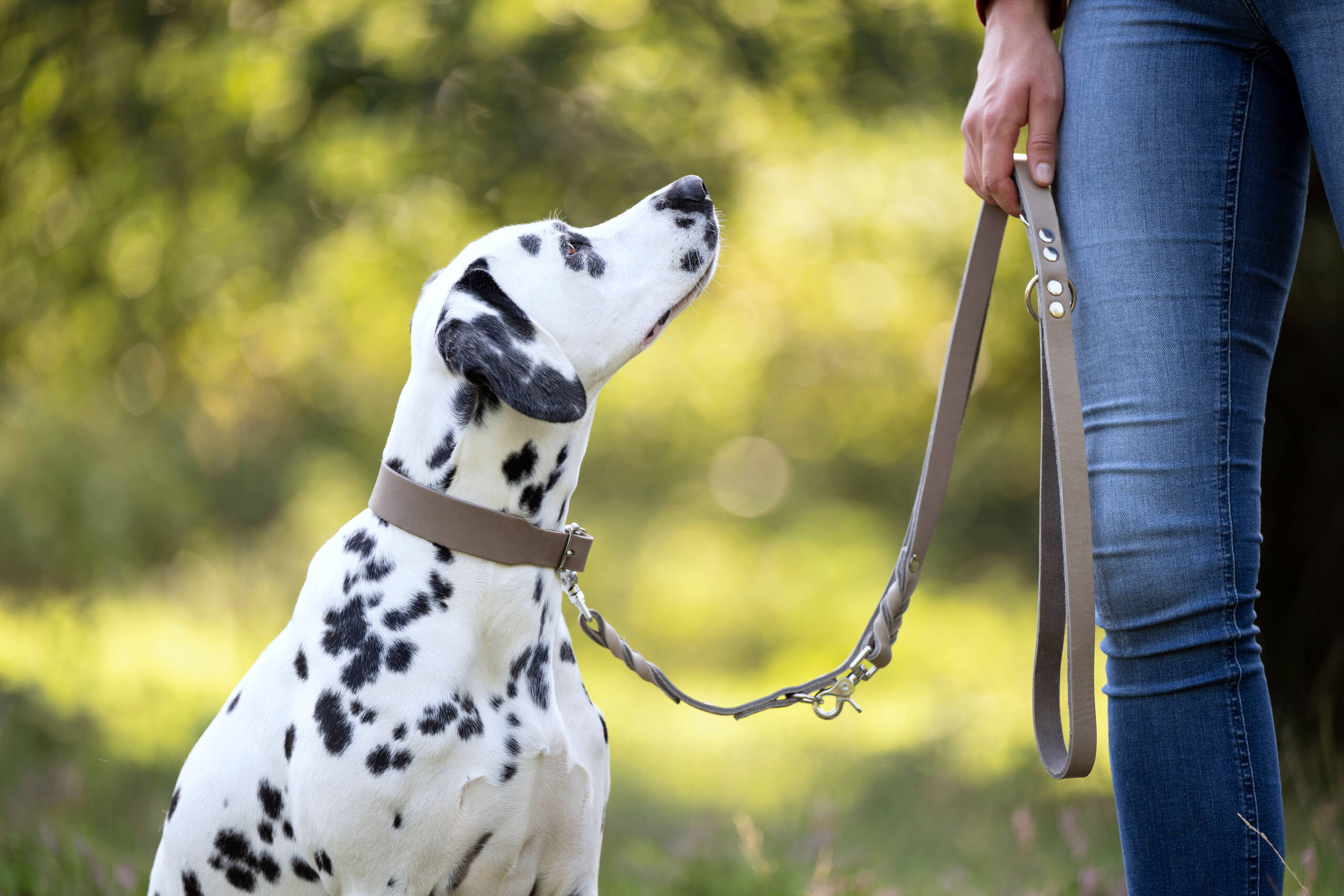 LABONI Giro - Klassisches Halsband für jeden Einsatz