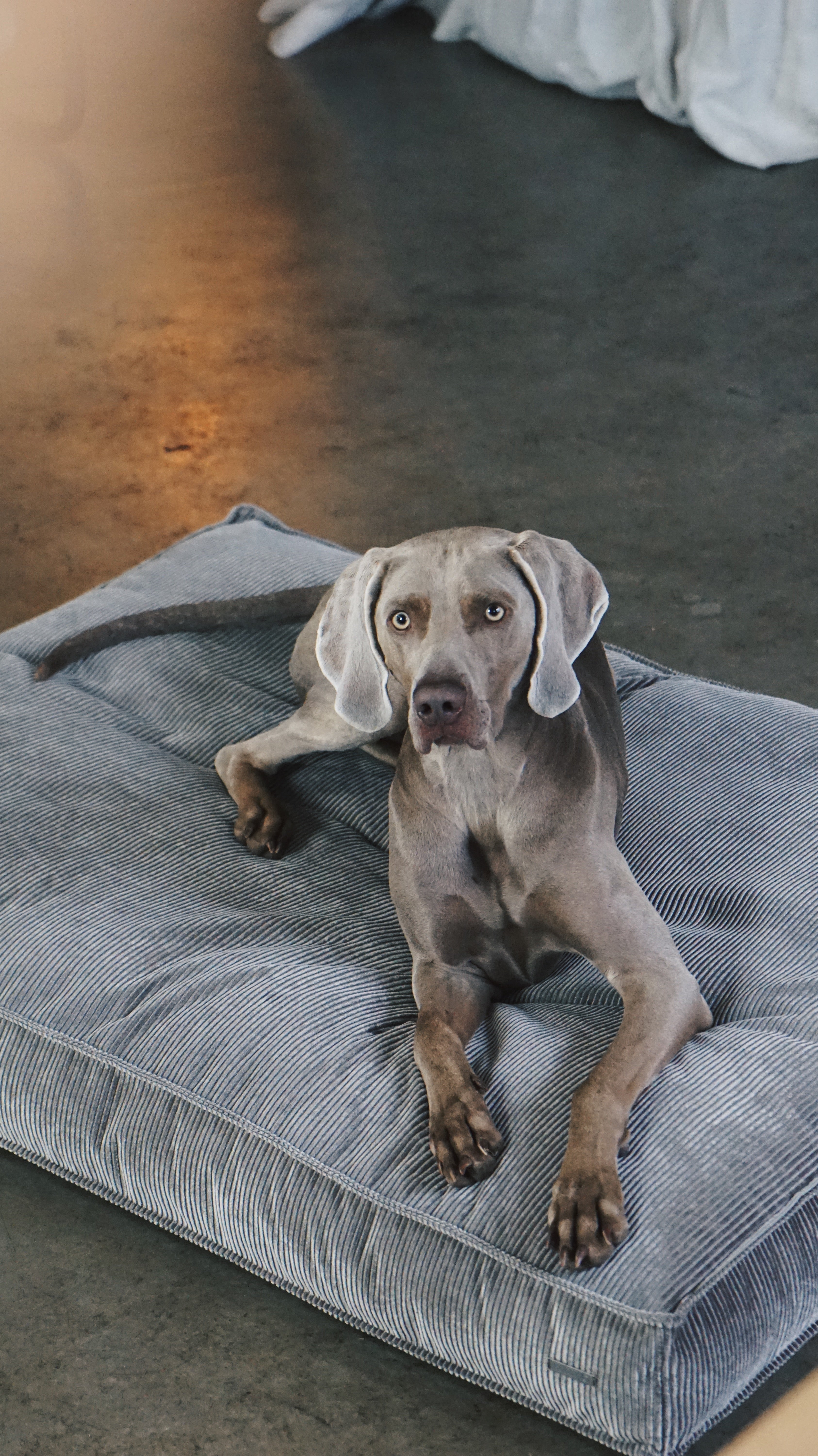 Buciano Hundekissen Leia Dunkelgrau