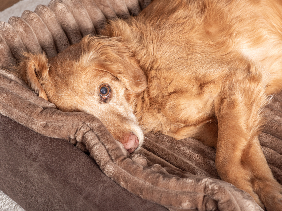Hundebett KUDDE veganes Wildleder (weitere Ansicht)