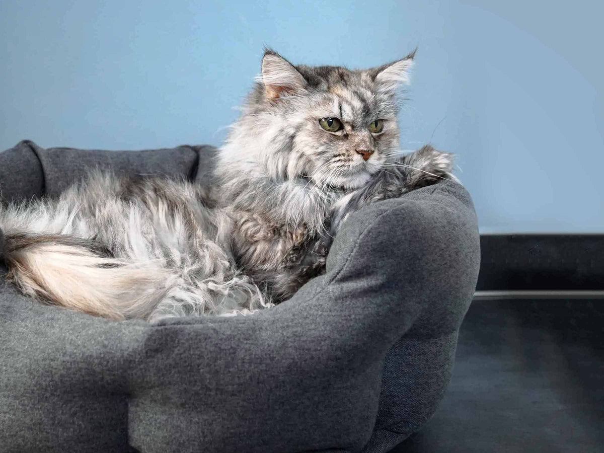 mypado Camino Silver Katzenbett